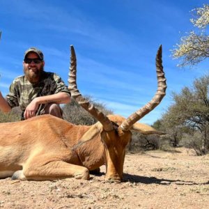 Impala Hunt South Africa