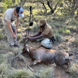 Blesbok Hunt South Africa