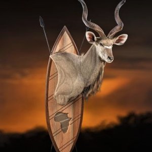 Kudu Zulu Shield Mount Taxidermy