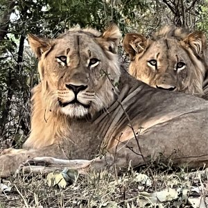 Lioness Namibia