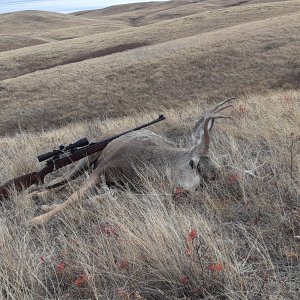 Mule Deer Hunting