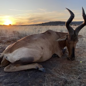 Red Hartebeest Hunt South Africa