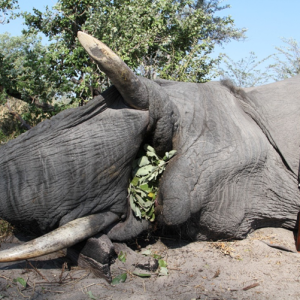 Elephant Hunt Namibia