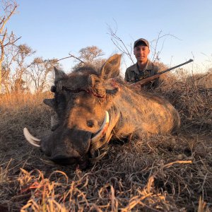 Hunting Warthog South Africa