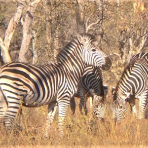 Zebra South Africa