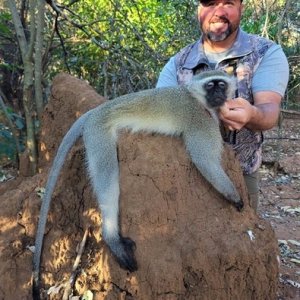 Vervet Monkey Hunt South Africa