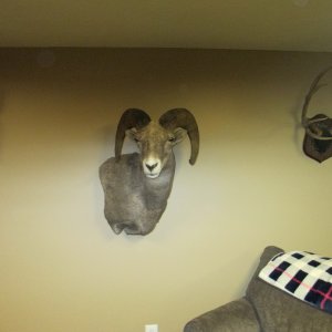 Sheep from Idaho