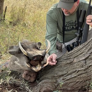 Warthog Hunt South Africa