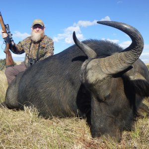 Buffalo Cow Hunt South Africa