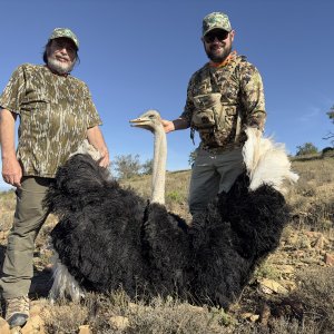 Ostrich Hunting Eastern Cape South Africa