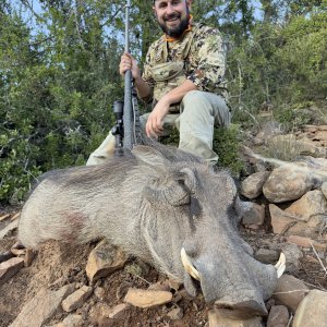 Warthog Hunting Eastern Cape South Africa