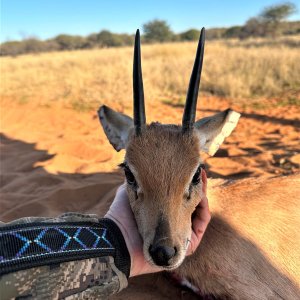 Steenbok Hunt South Africa