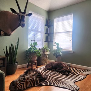 Zebra Rug Taxidermy