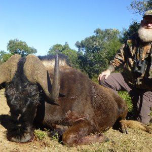 Hunting Black Wildebeest