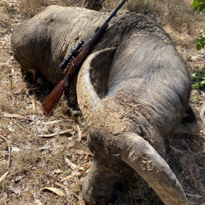 Water Buffalo Hunt Australia