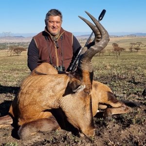 Red Hartebeest Hunt South Africa