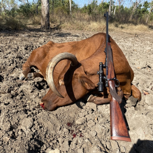 Scrub Cow Hunt Australia