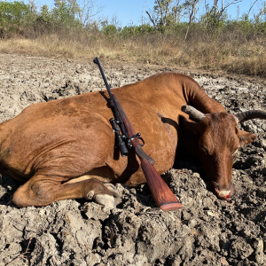 Scrub Cow Hunt Australia