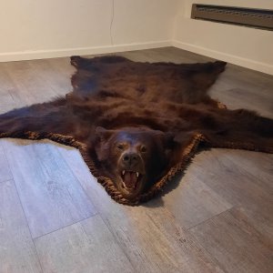 Bear Rug Taxidermy