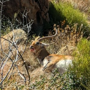 Lechwe Hunt South Africa