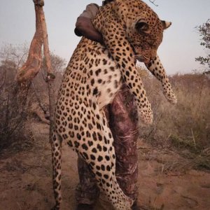 Leopard Hunt Zambia