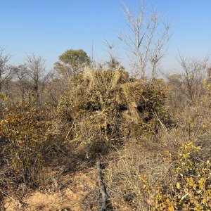 Leopard Blind Zambia