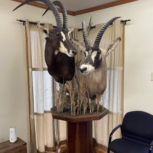 Sable & Roan Pedestal Mount