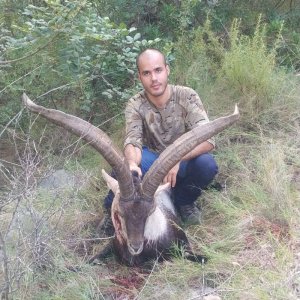 Beceite Ibex Bow Hunt Spain