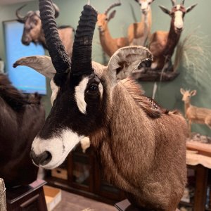 Roan Pedestal Mount Taxidermy