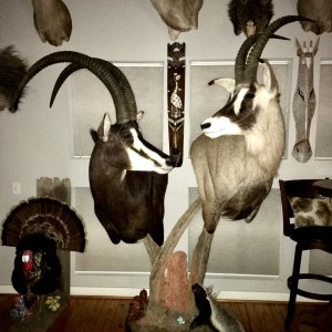 Sable & Roan Pedestal Mount Taxidermy