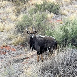 Nyala Kalahari South Africa