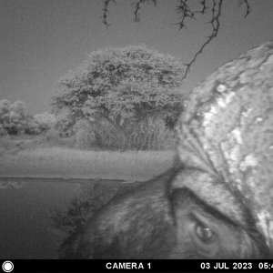 Buffalo Trail Camera