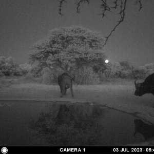 Buffalo Trail Camera