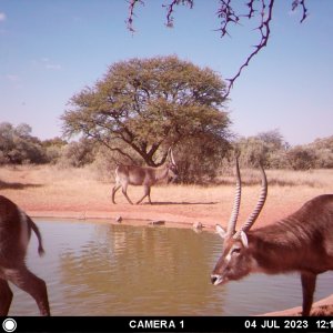 Waterbuck Trail Camera