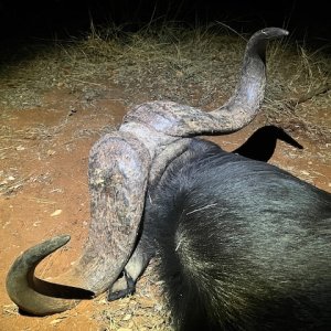 Buffalo Hunt South Africa