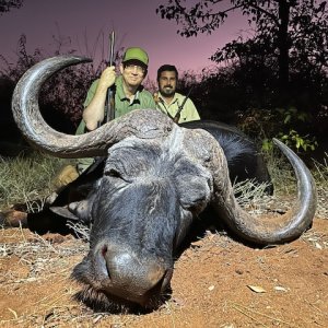 Buffalo Hunt South Africa