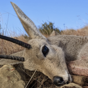 Vaal Rhebuck Hunt South Africa