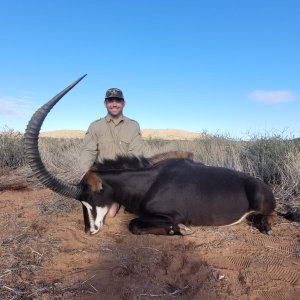 Sable Hunting South Africa