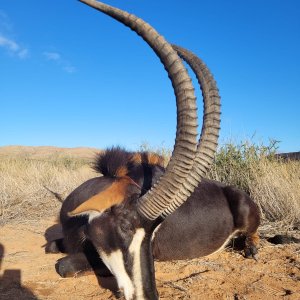 Sable Hunting South Africa