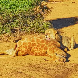 Lion Feeding Khaudum National Park Namibia