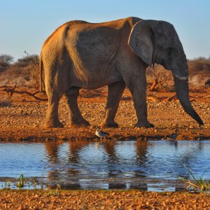 Elephant Khaudum National Park Namibia