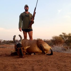 Red Hartbeest Bait Hunt Khaudum National Park Namibia