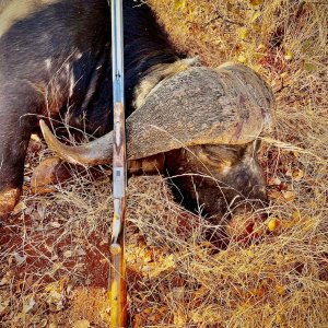 Buffalo Hunt Limpopo South Africa