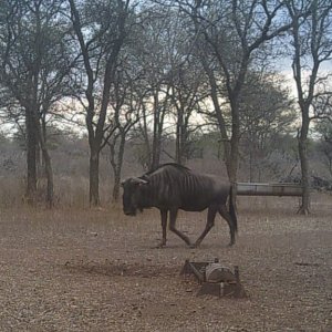 Blue Wildebeest Trial Camera