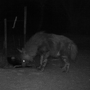 Brown Hyena Trial Camera