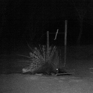 Porcupine Trail Camera