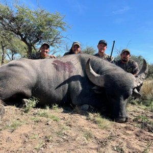 Hunting Asian Water Buffalo Argentina