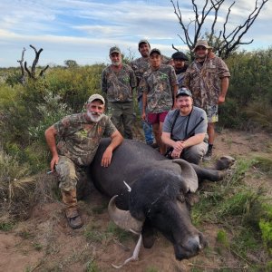 Hunting Asian Water Buffalo Argentina