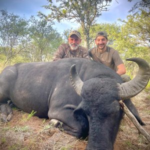 Hunting Asian Water Buffalo Argentina