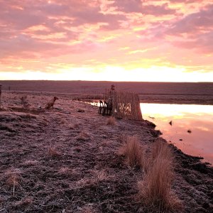 Wild waterfowl shooting South Africa